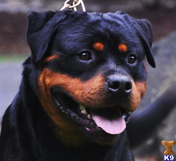 Rottweiler Puppies for Sale